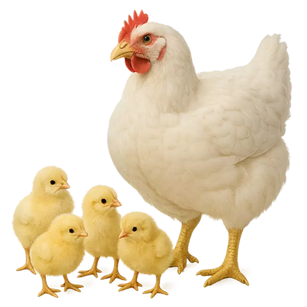 Trại Giống Vifarm