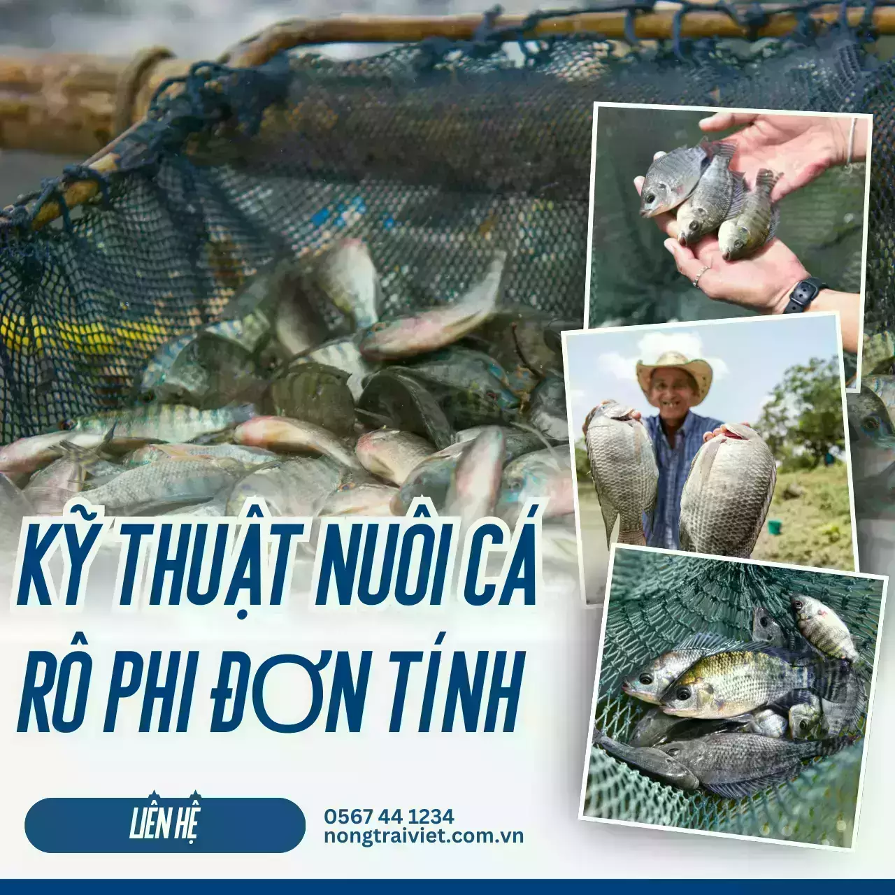 Hướng dẫn nuôi cá rô phi hiệu quả