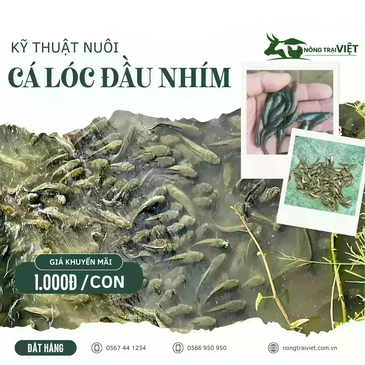 Kỹ thuật nuôi cá lóc đầu nhím hiệu quả