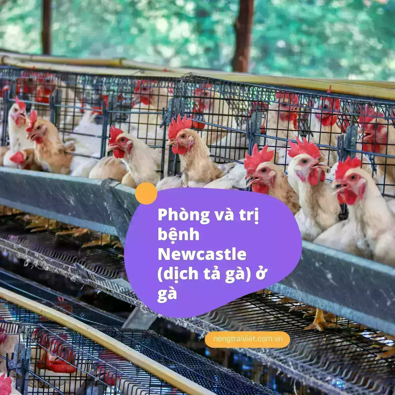 Phòng và trị bệnh Newcastle (dịch tả gà)