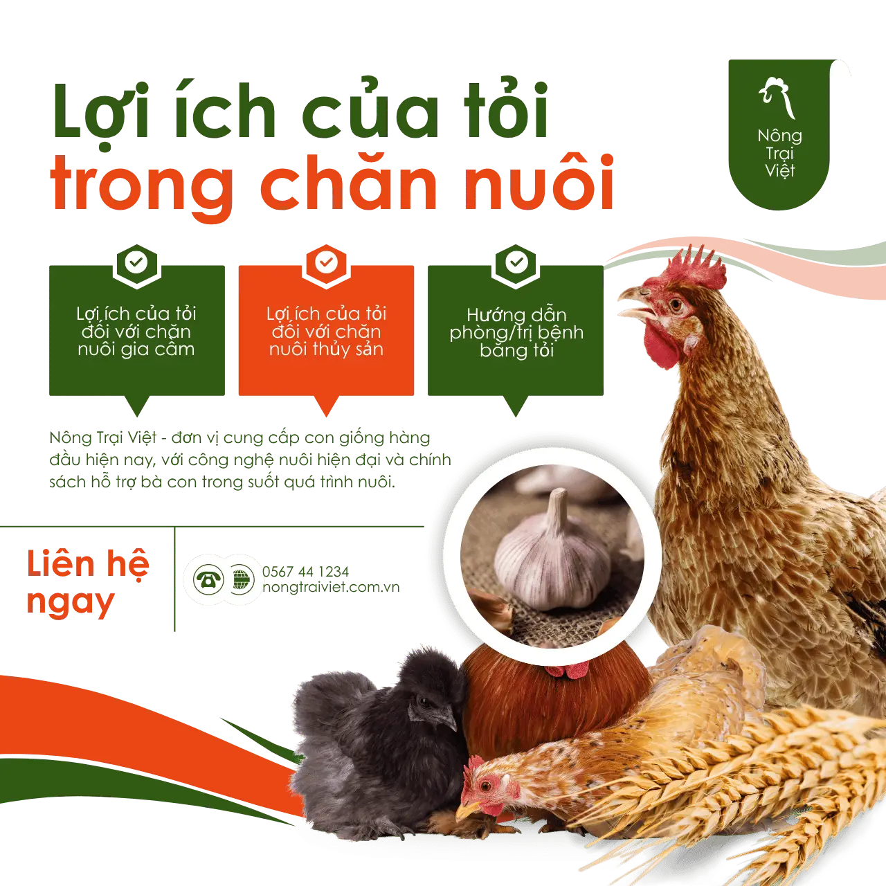 Lợi ích tuyệt vời của tỏi trong chăn nuôi thủy sản và gia cầm