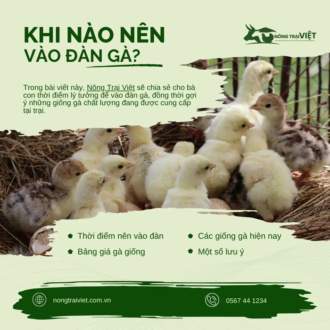 Nên vào đàn gà khi nào? Bí quyết chọn giống gà phù hợp - Nông Trại Việt