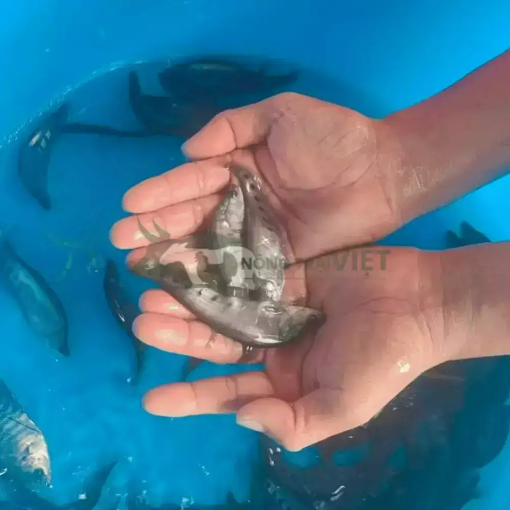 Cá thác lác cườm