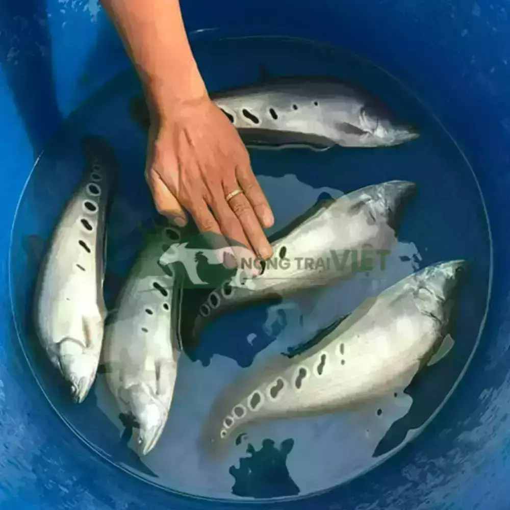 Cá thác lác cườm