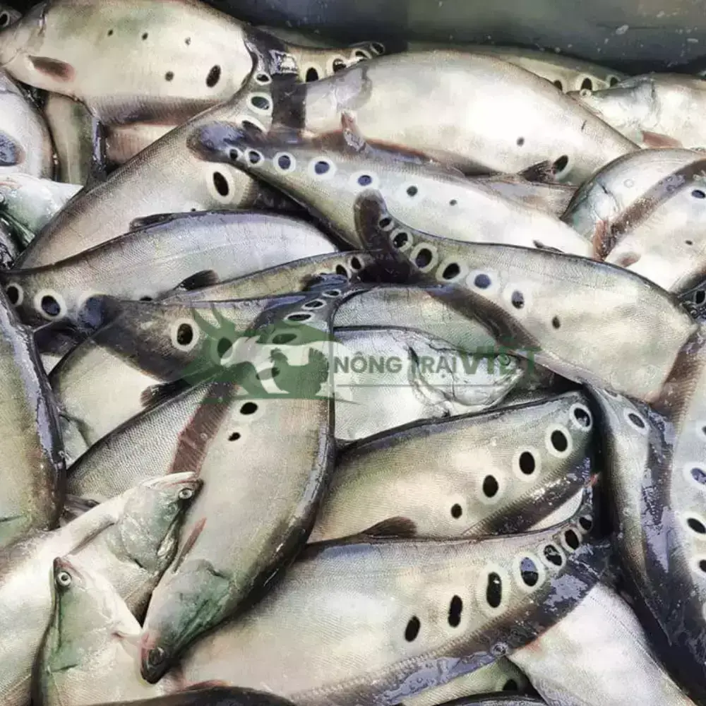 Cá thác lác cườm