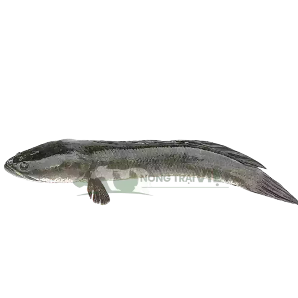 Cá lóc đầu nhím giống