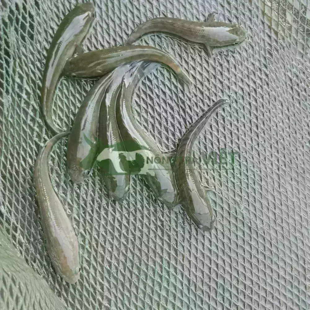 Cá lóc đầu nhím giống