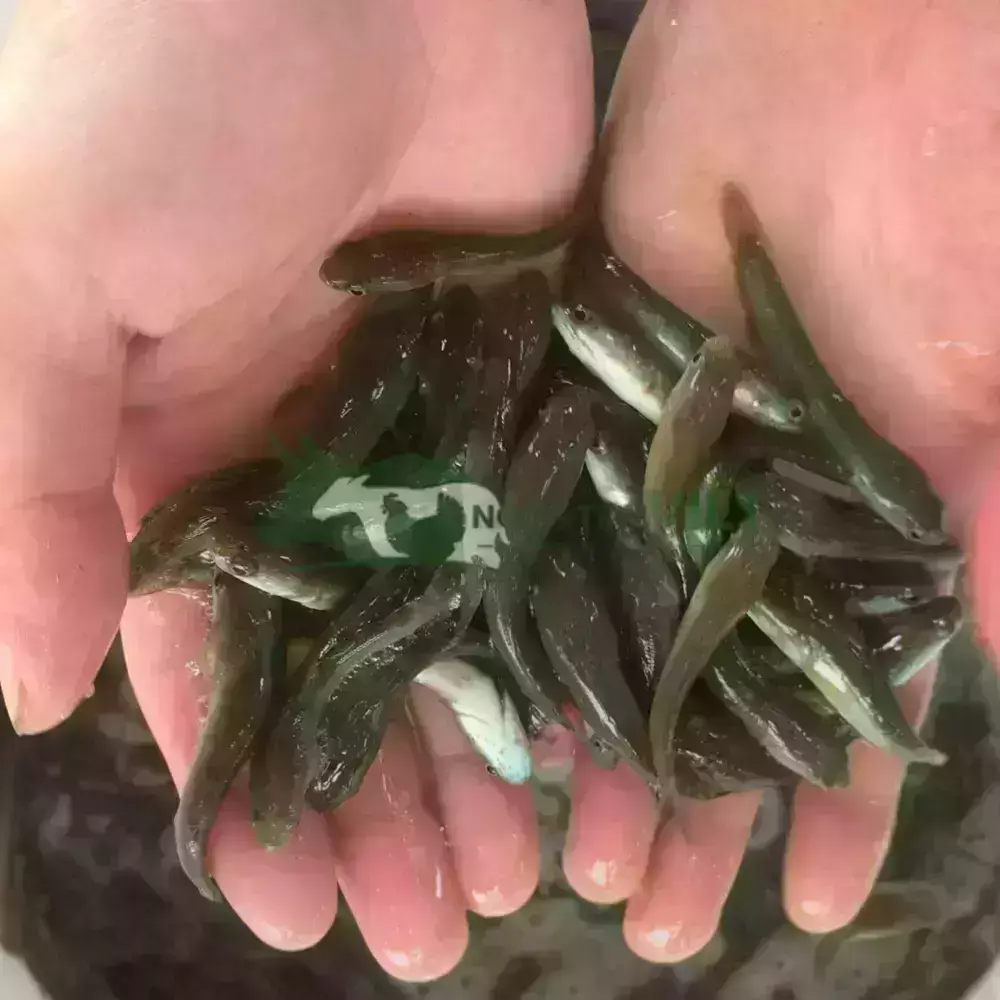 Cá lóc đầu nhím giống