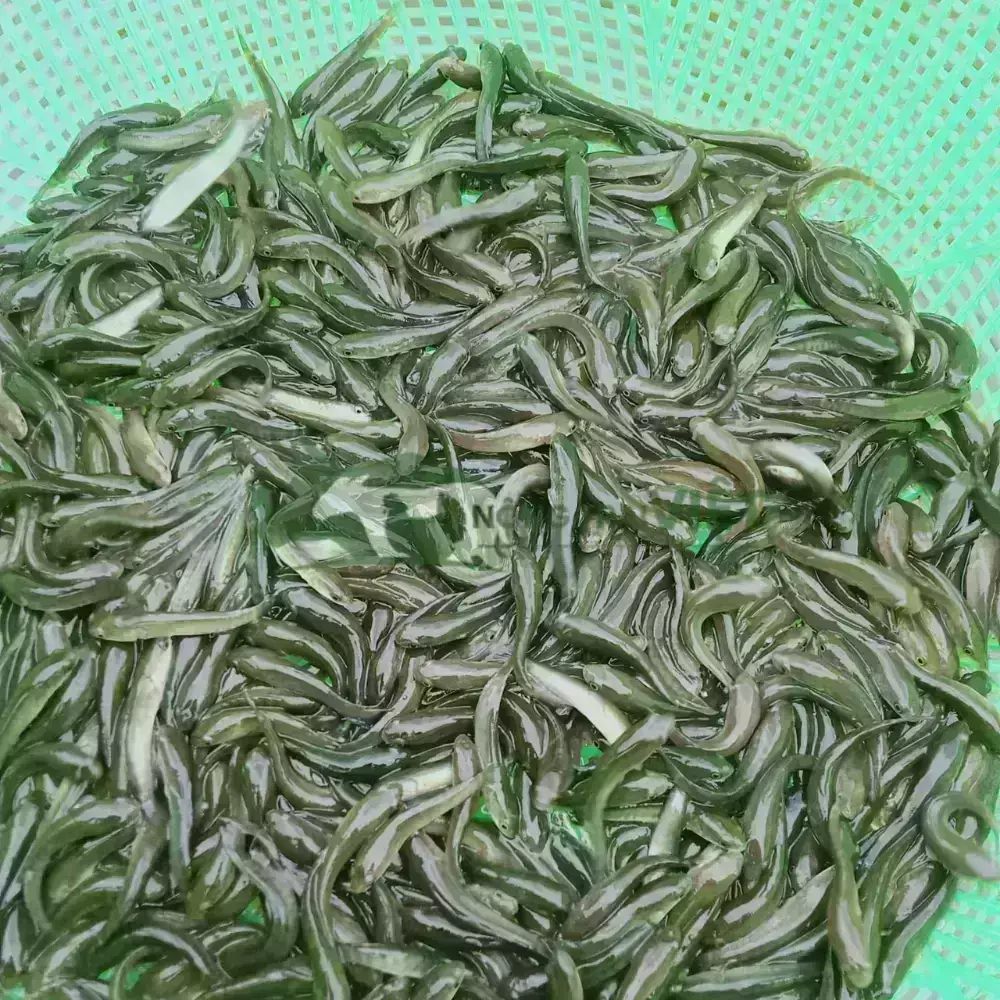 Cá lóc đầu nhím giống