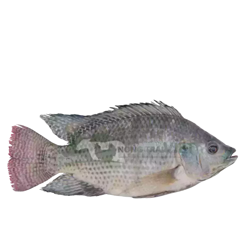 Cá rô phi đơn tính