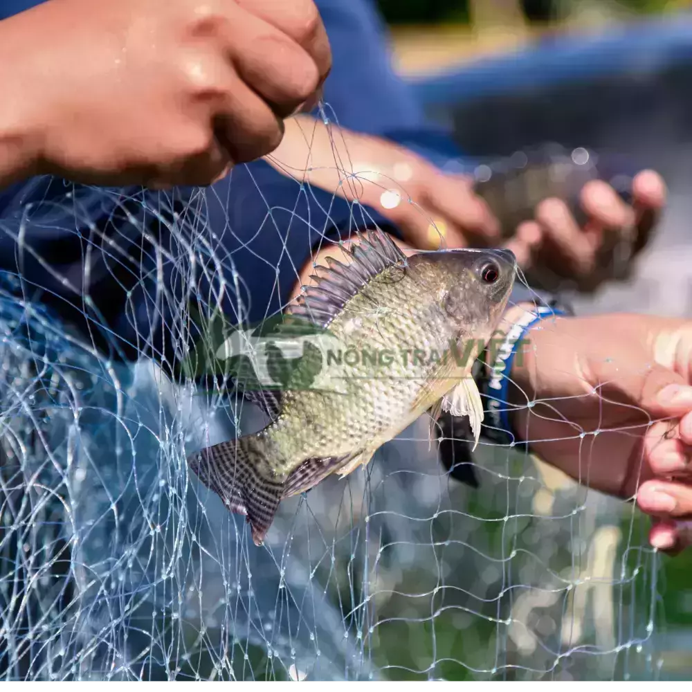 Cá rô phi đơn tính