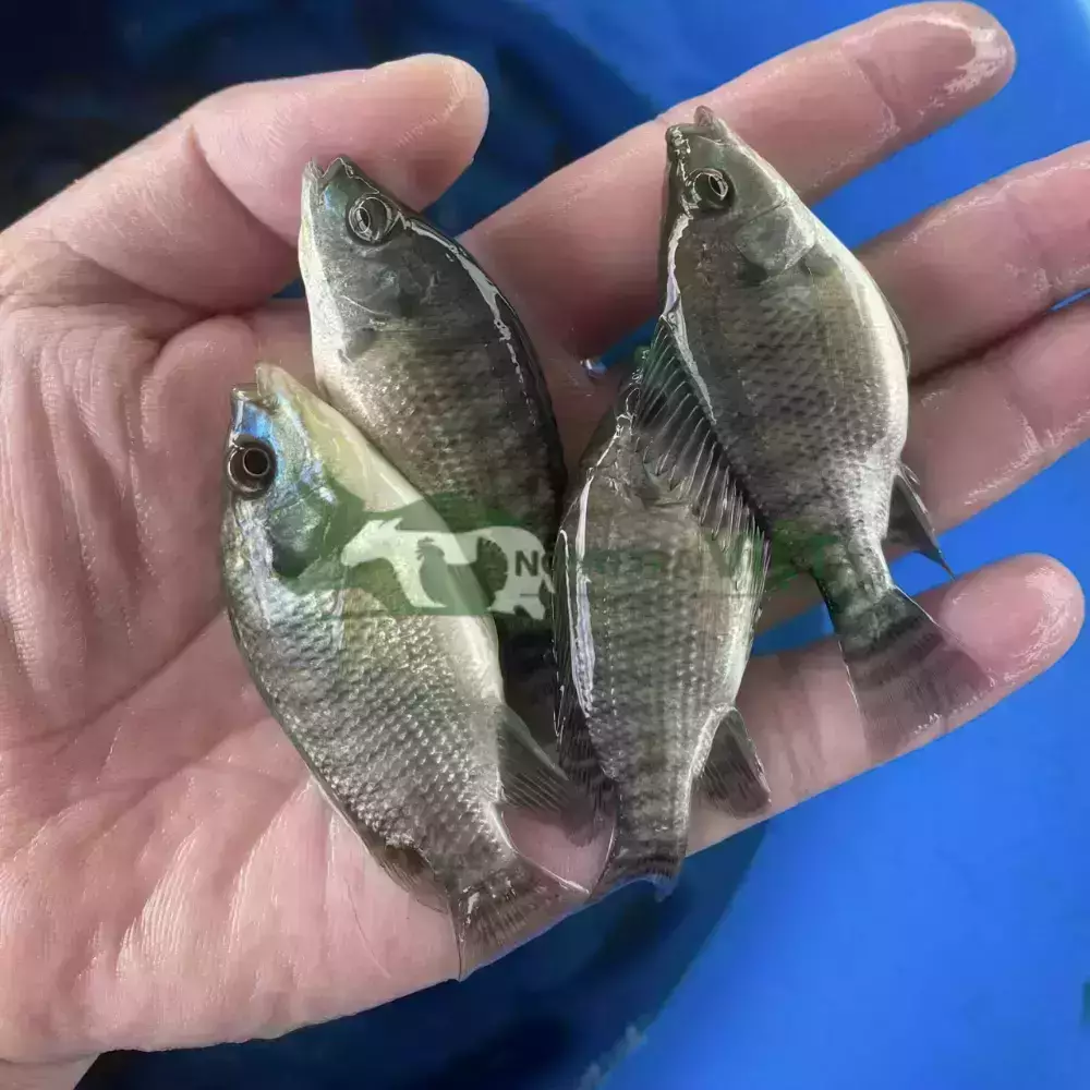 Cá rô phi đơn tính