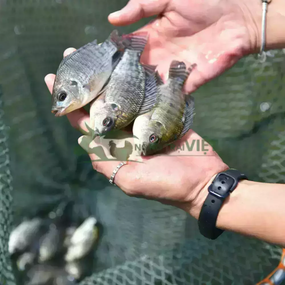 Cá rô phi đơn tính