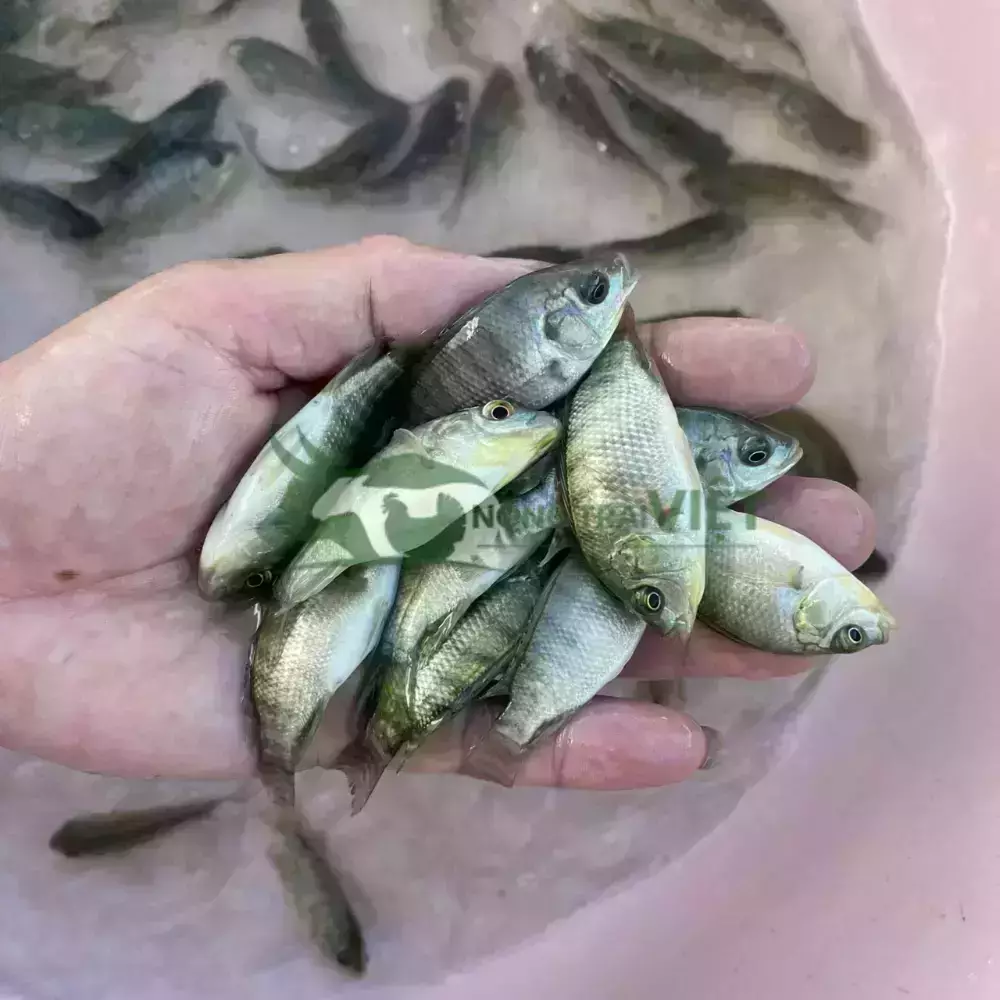 Cá rô phi đơn tính