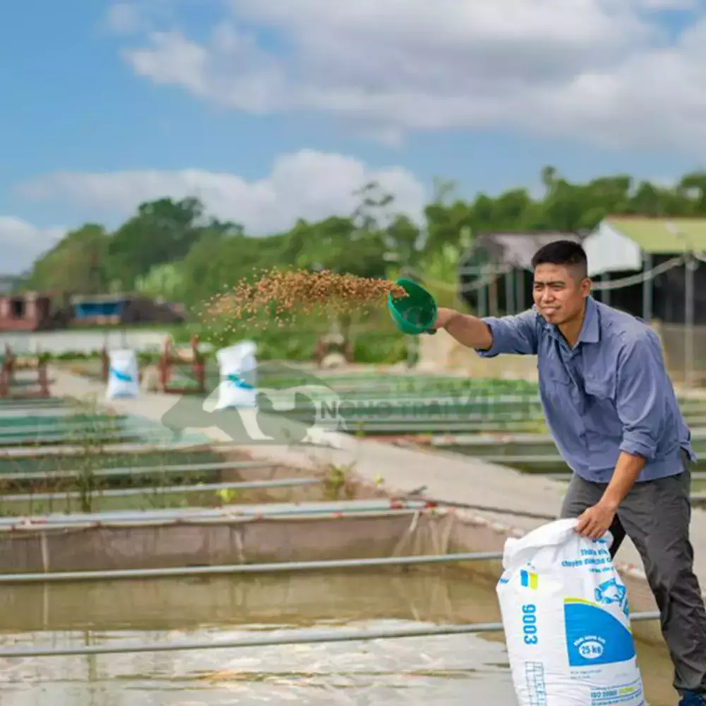 Cám cá rô phi & cá diêu hồng