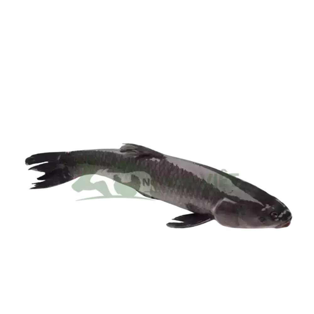 Cá trắm đen giống