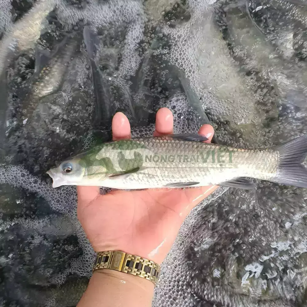 Cá trắm đen giống