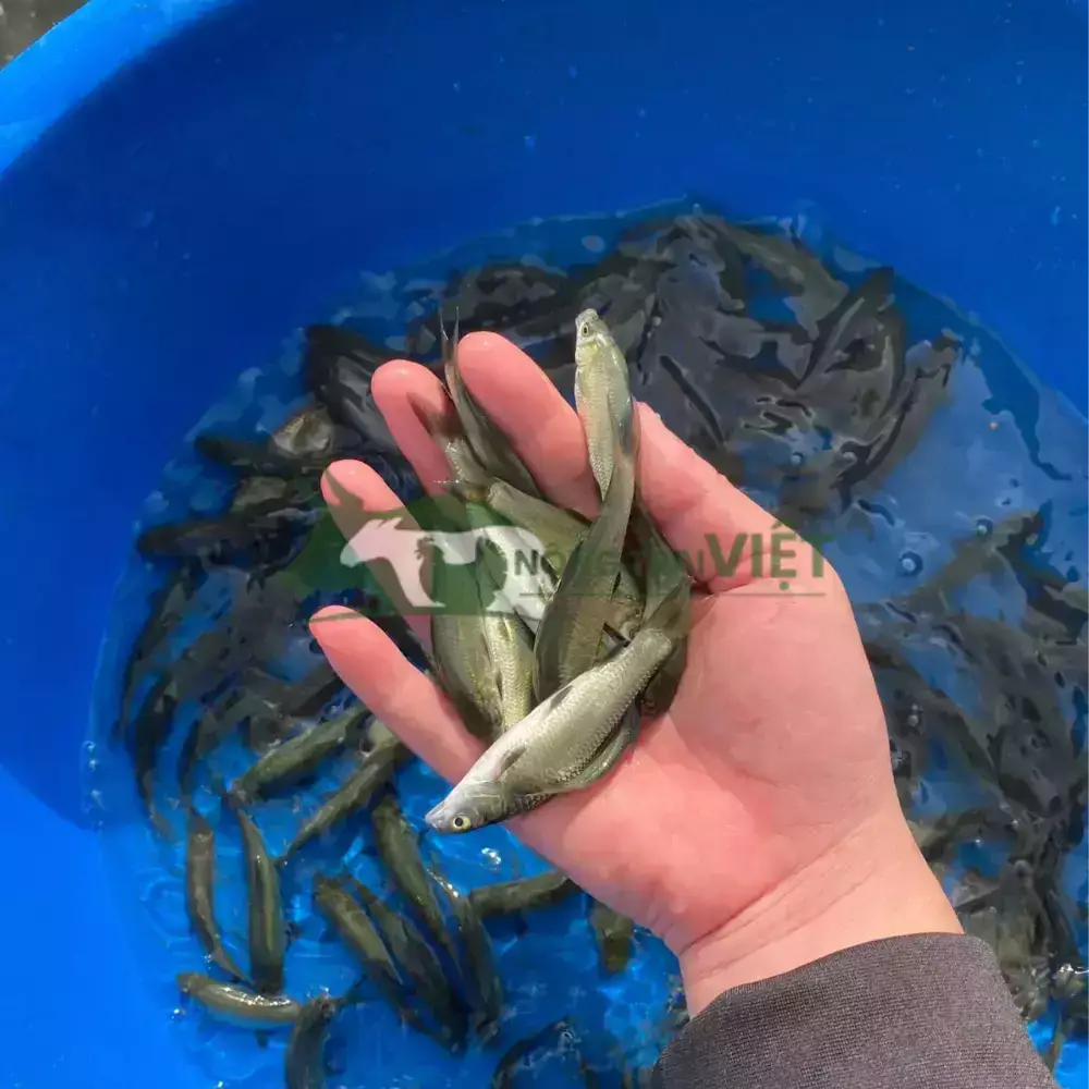 Cá trắm đen giống