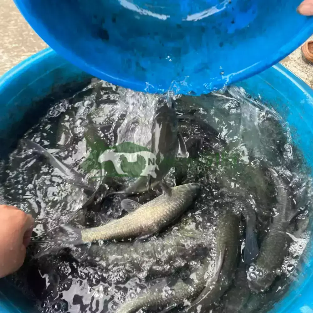 Cá trắm đen giống