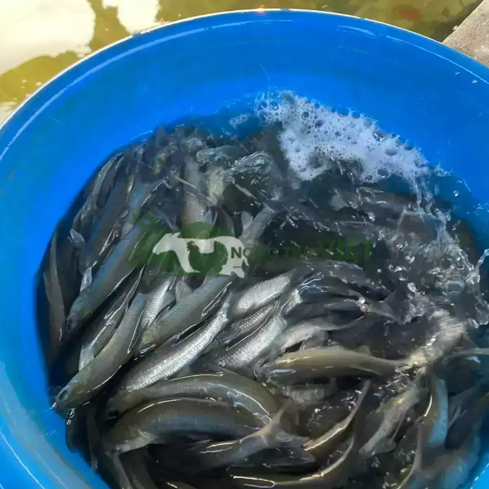 Cá trắm đen giống