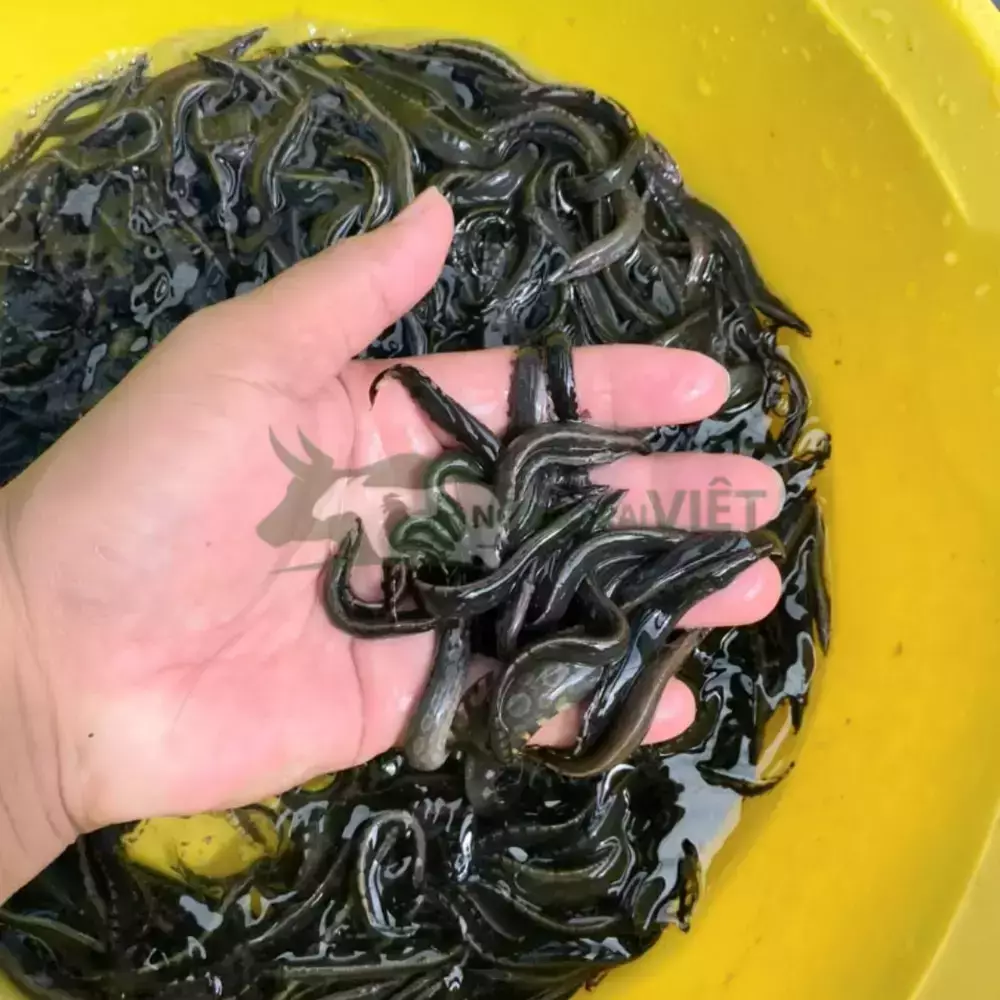 Cá chạch lấu giống