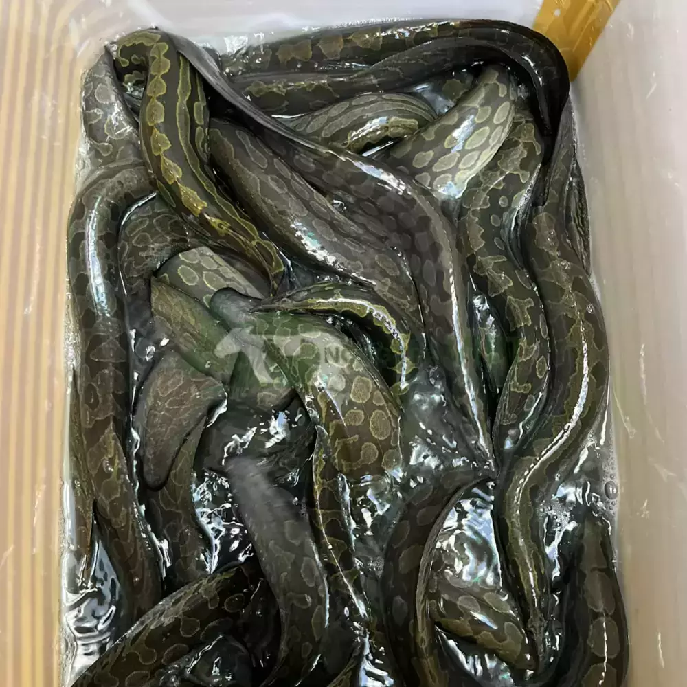 Cá chạch lấu giống