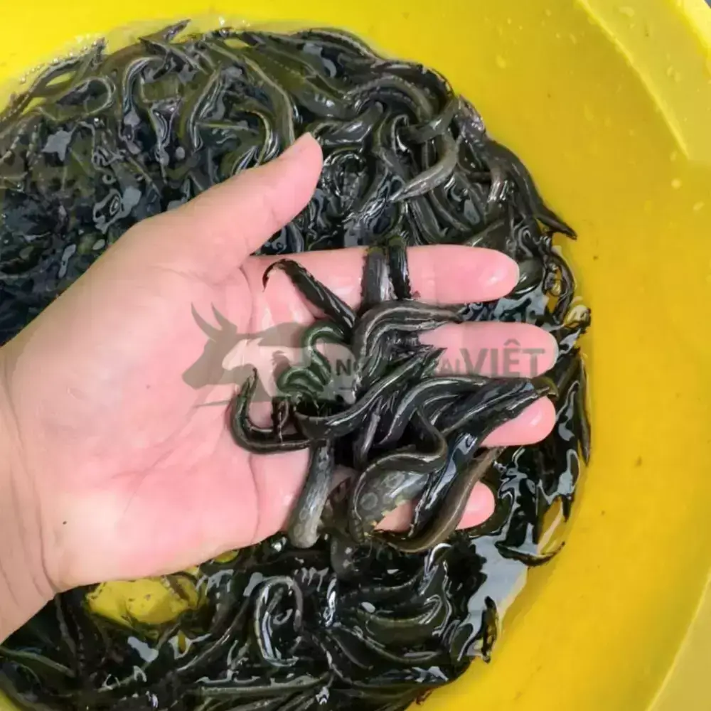 Cá chạch lấu giống
