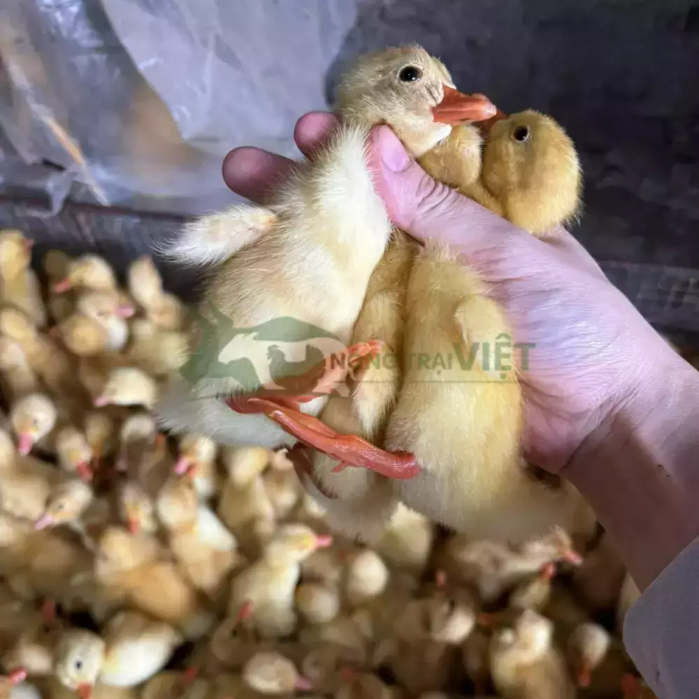 Vịt siêu thịt (Vịt bơ)