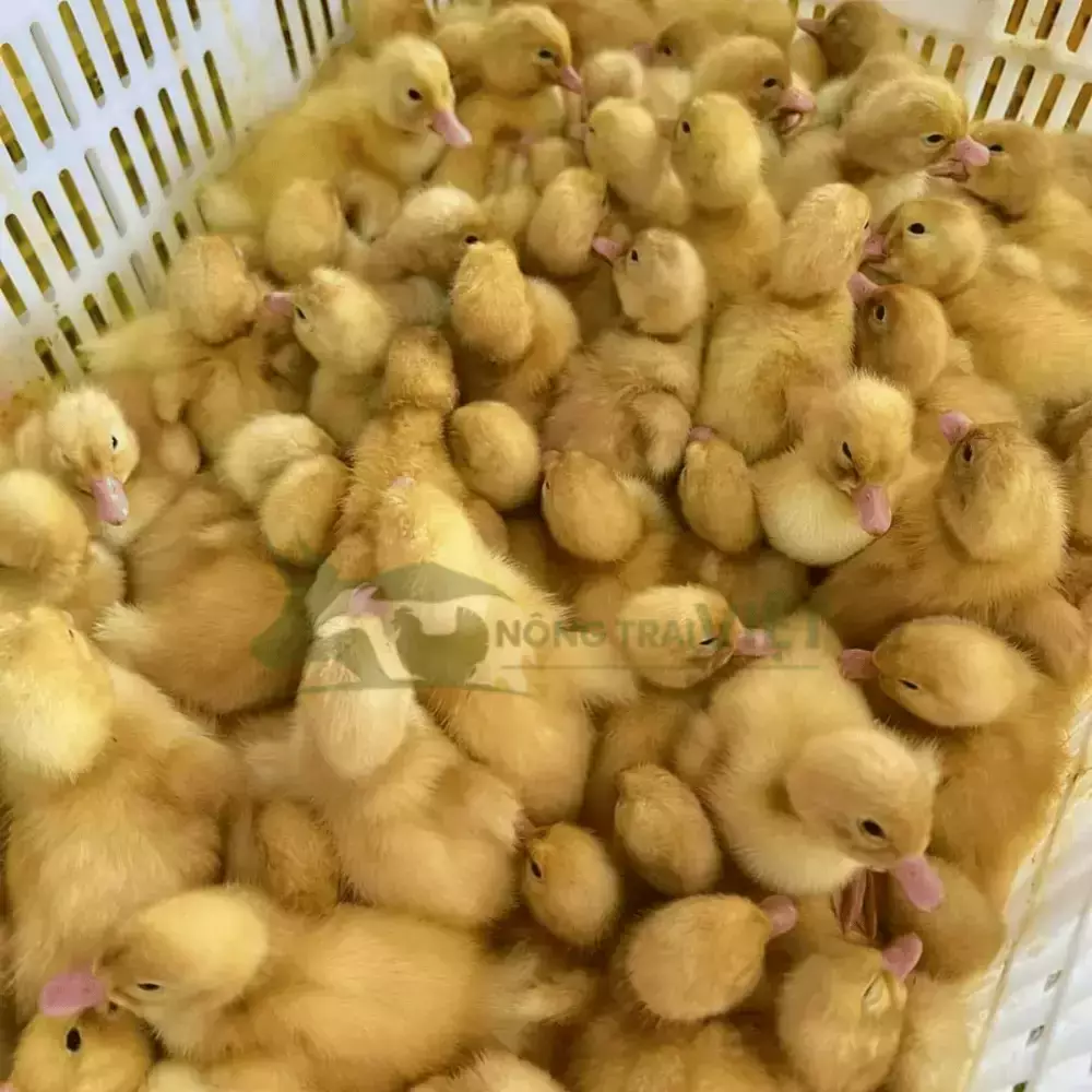 Vịt siêu thịt (Vịt bơ)