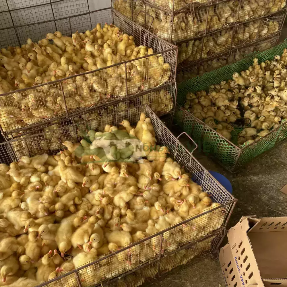 Vịt siêu thịt (Vịt bơ)