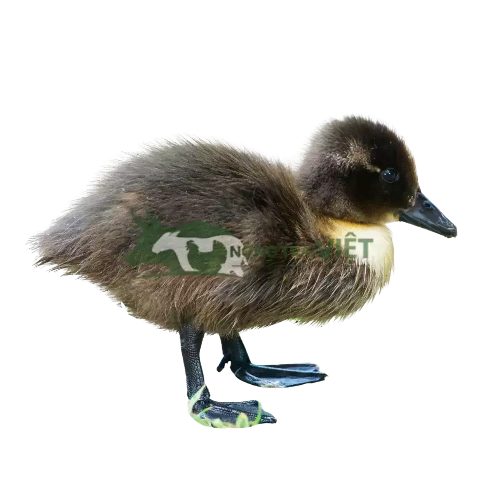 Vịt xiêm lai Pháp