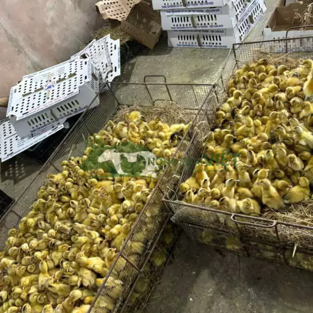 Vịt bầu cổ xanh