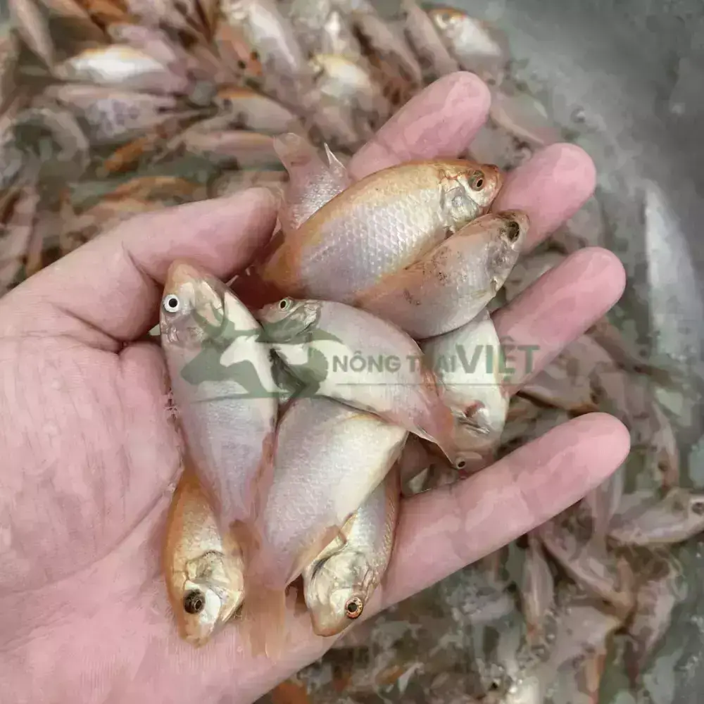 Cá diêu hồng