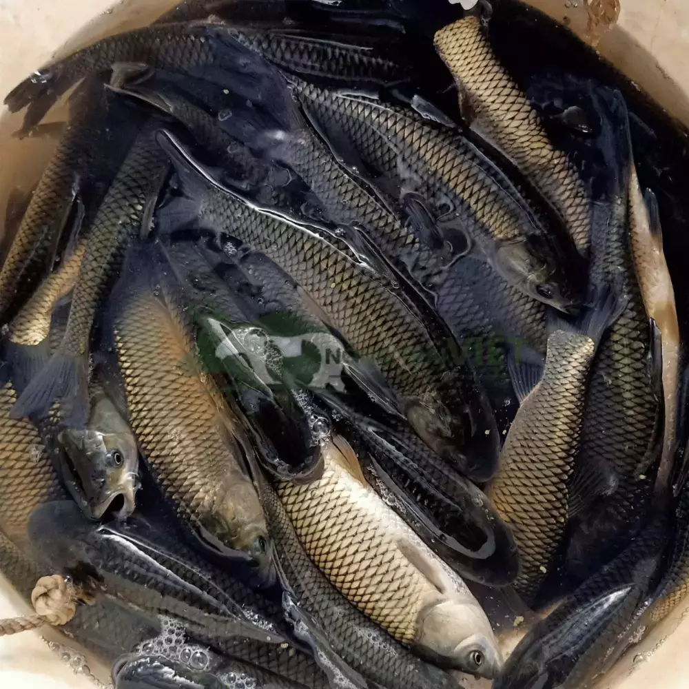 Cá trắm cỏ giống