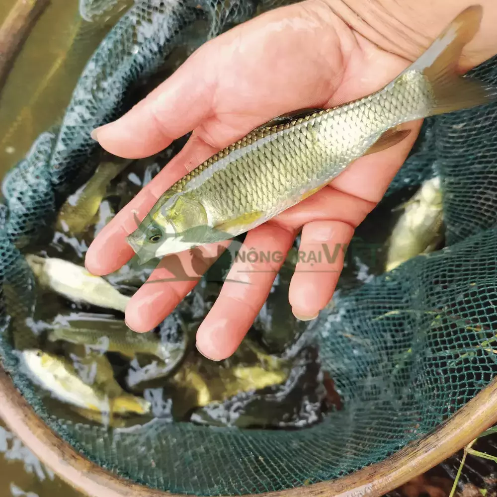 Cá trắm cỏ giống