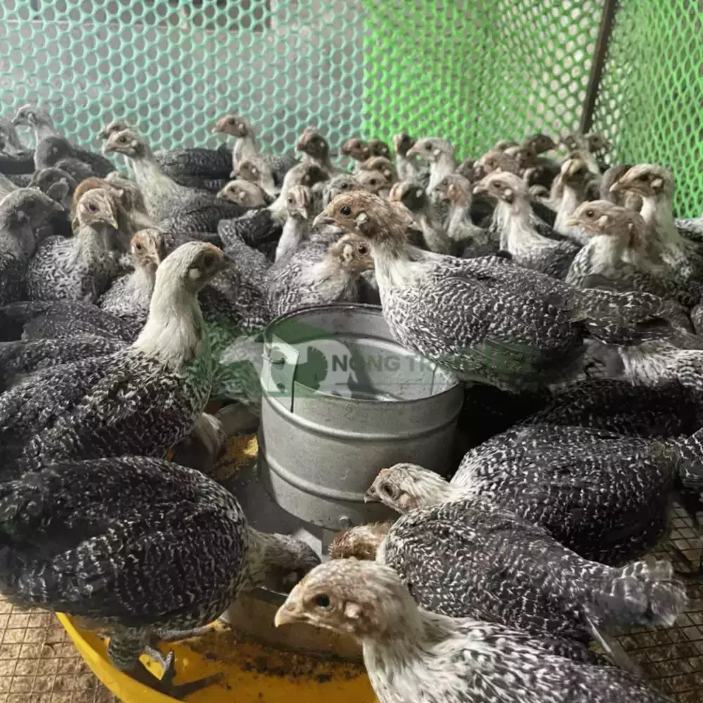 Gà Ai Cập Vằn giống
