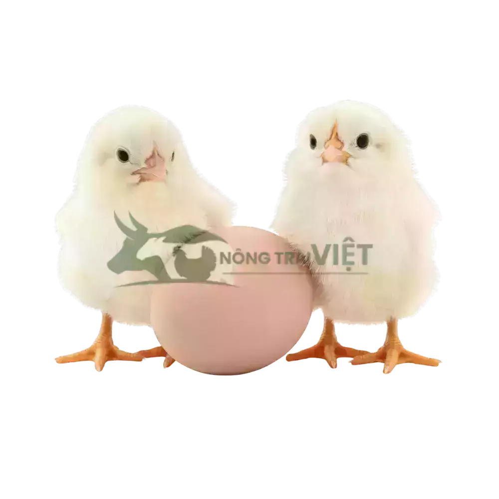 Gà Ai Cập trắng