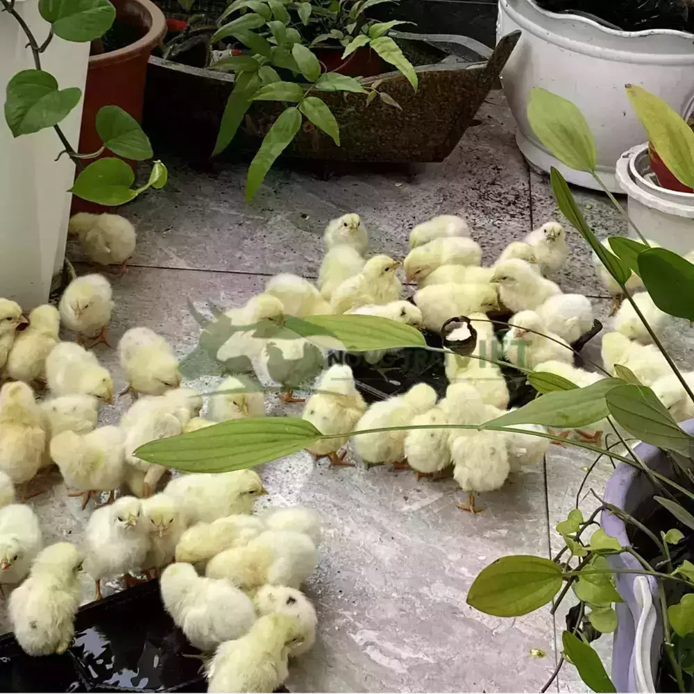 Gà Ai Cập trắng