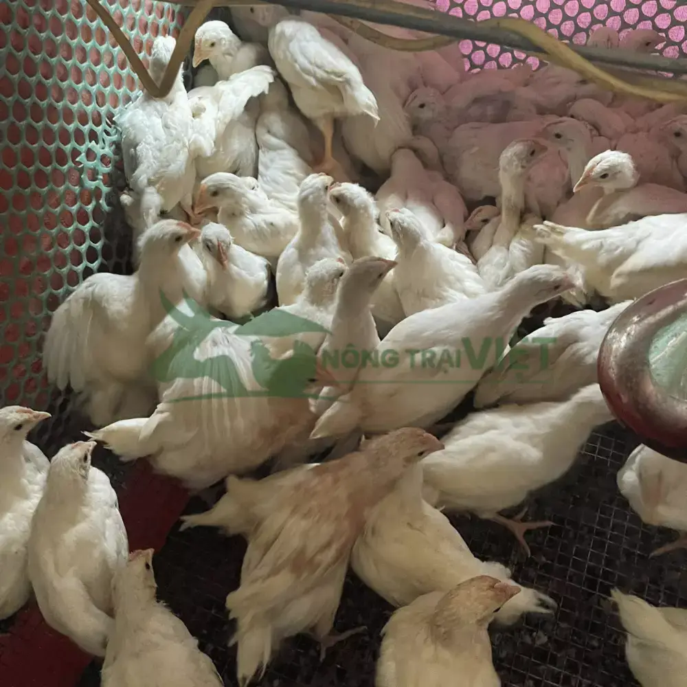 Gà Ai Cập trắng