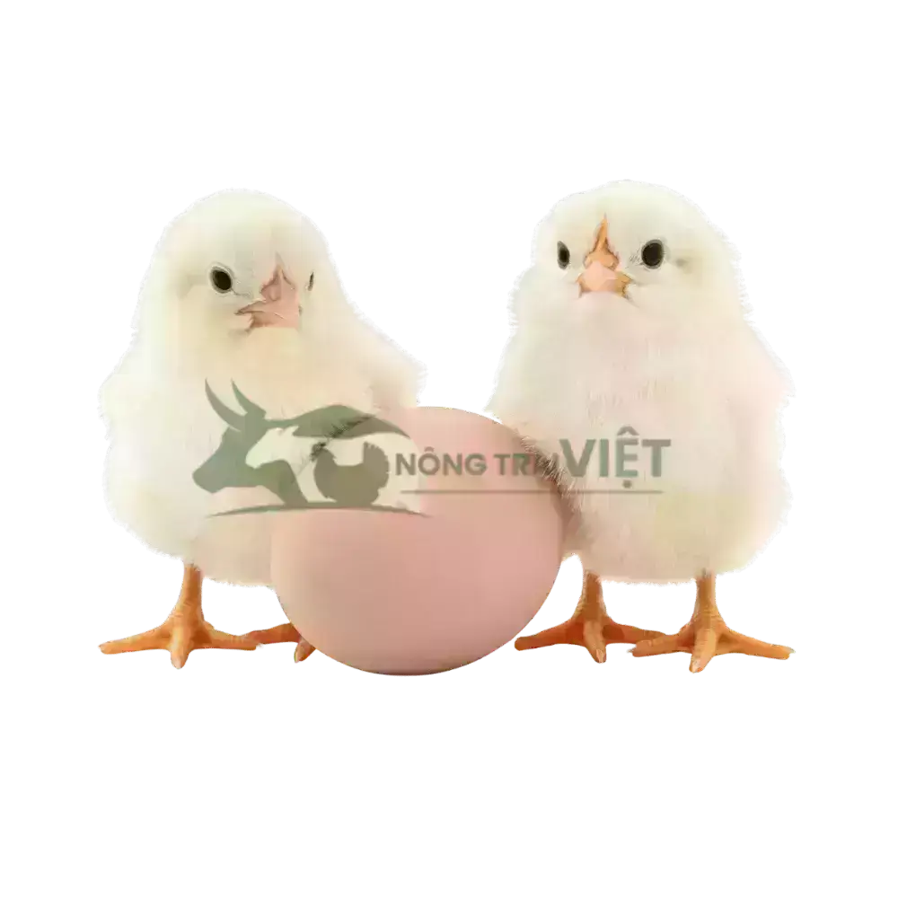 Gà Ai Cập trắng