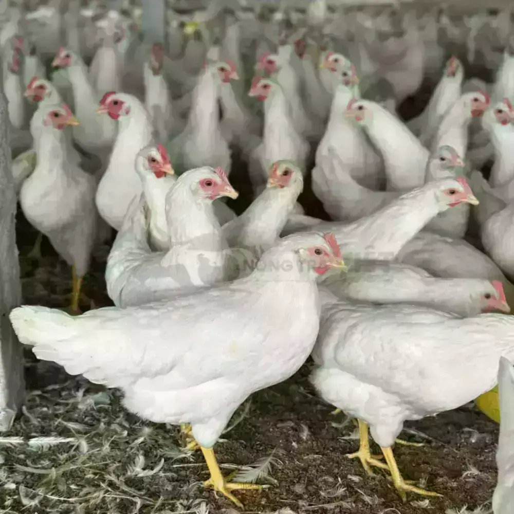 Gà Ai Cập trắng