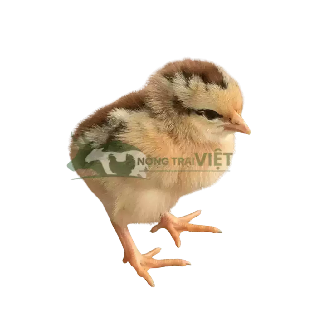 Gà Lương Phượng giống