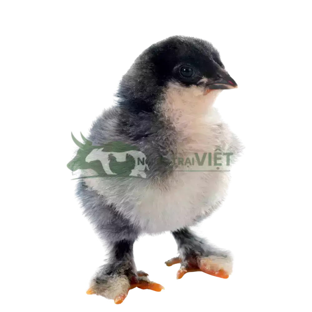 Gà Brahma - Gà Kỳ Lân