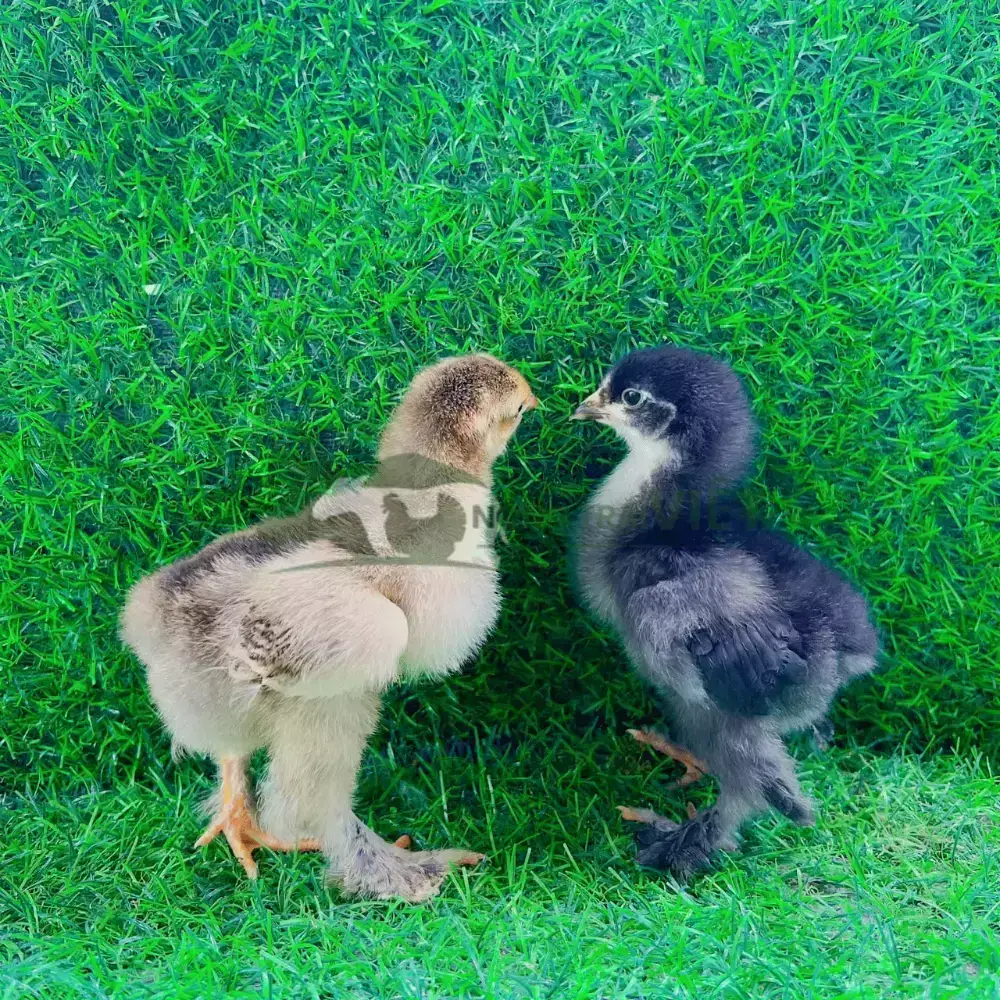 Gà Brahma - Gà Kỳ Lân