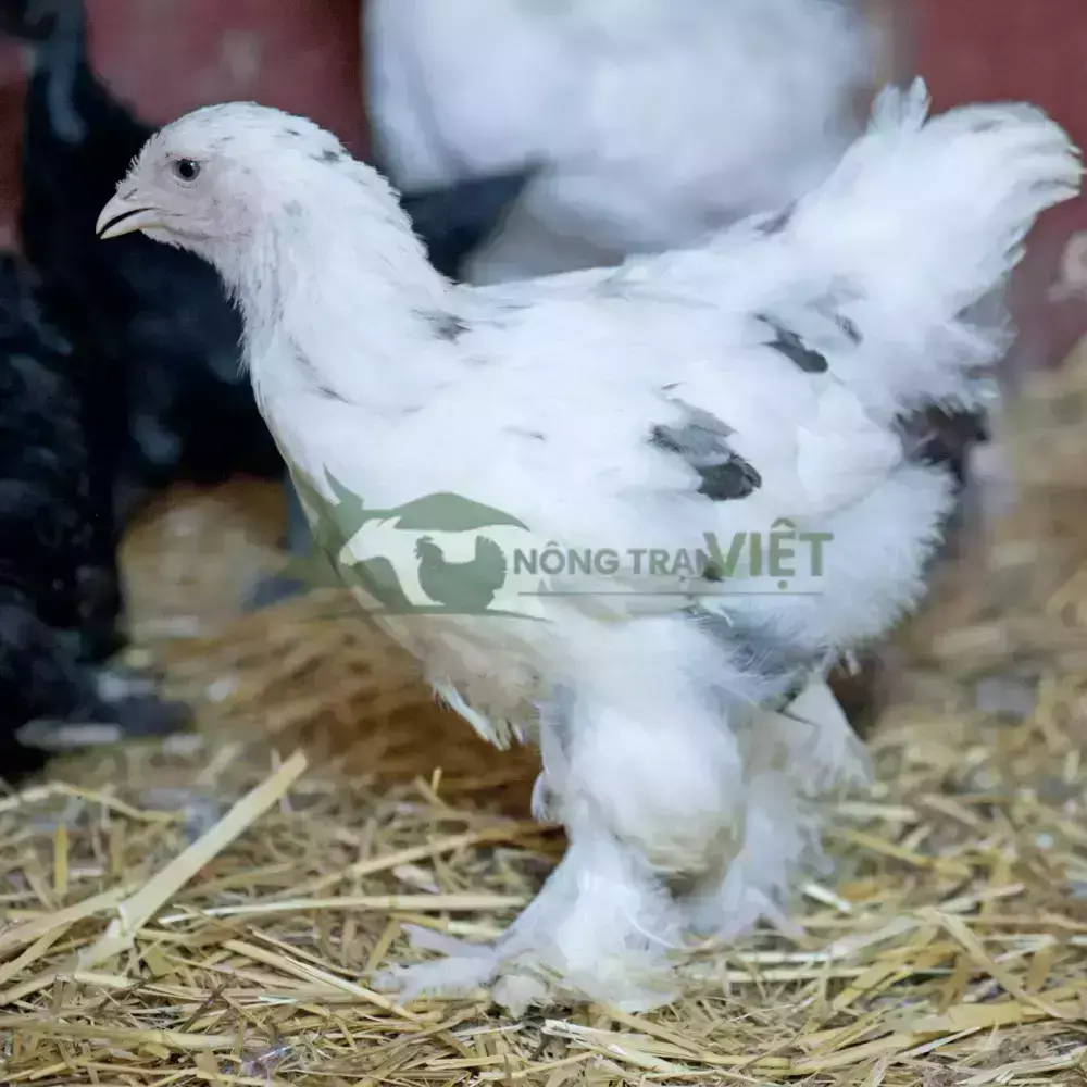 Gà Brahma - Gà Kỳ Lân