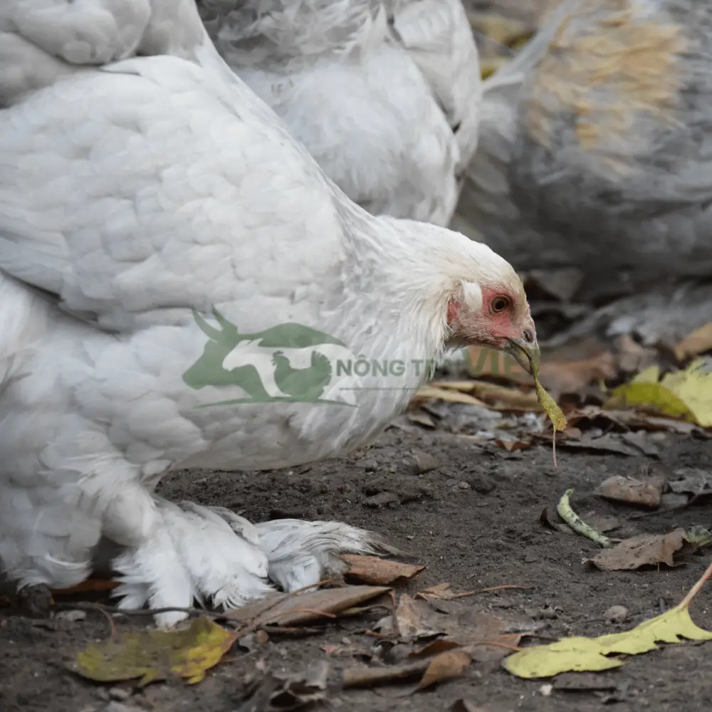 Gà Brahma - Gà Kỳ Lân