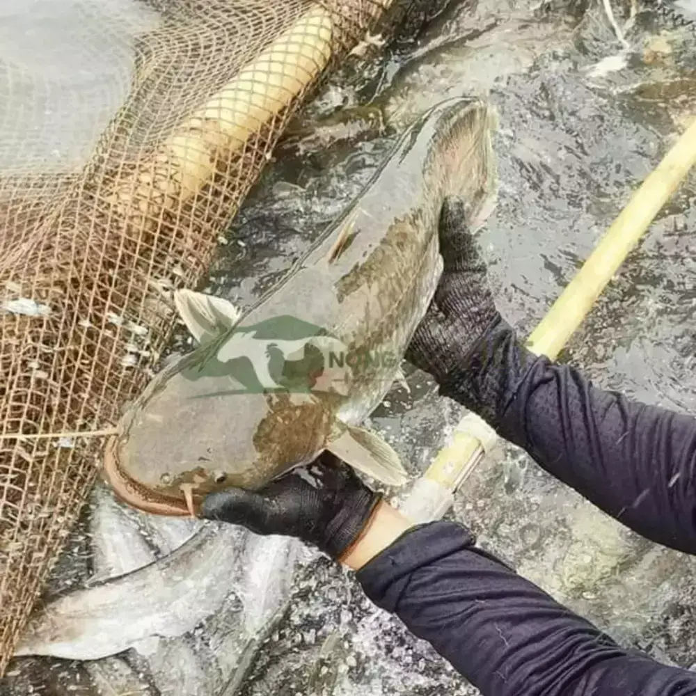 Cá Nheo Giống