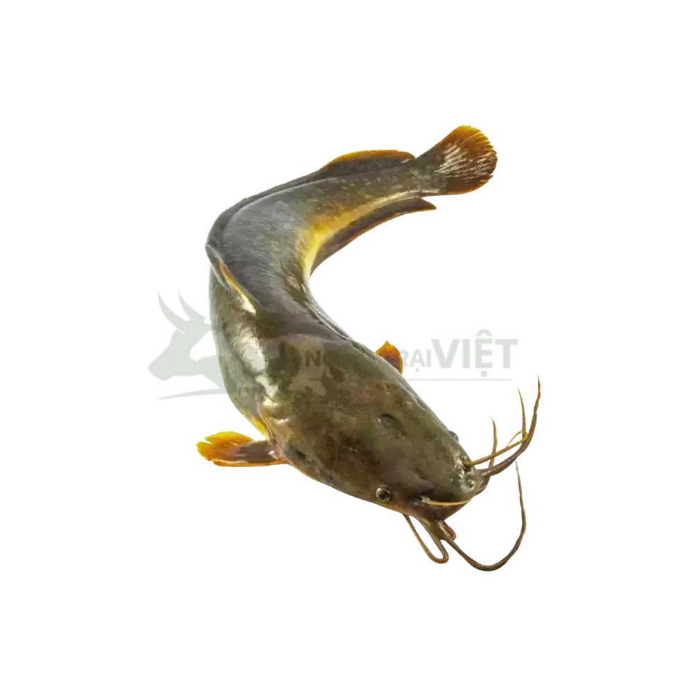 Cá rê vàng - Cá trê ta