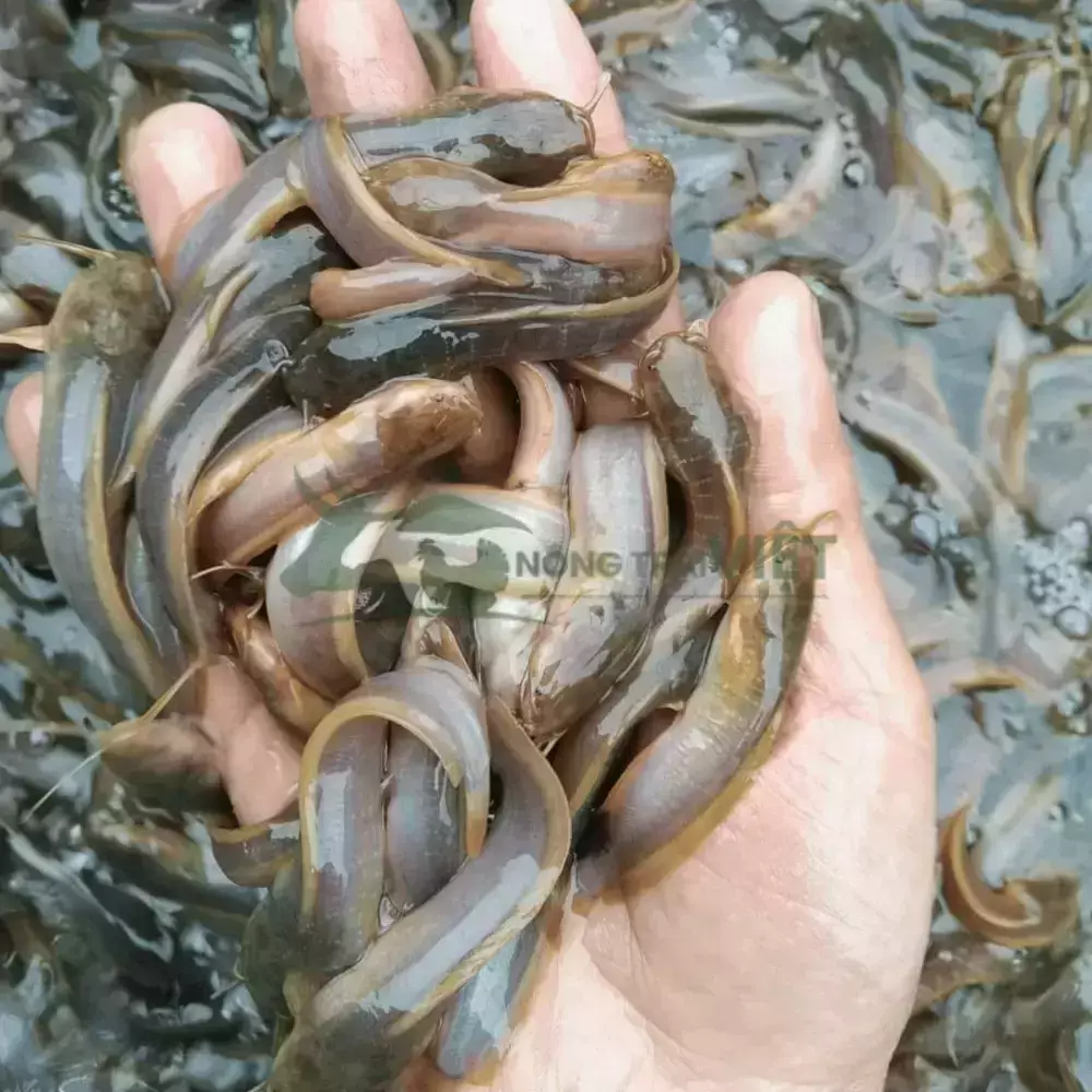 Cá rê vàng - Cá trê ta