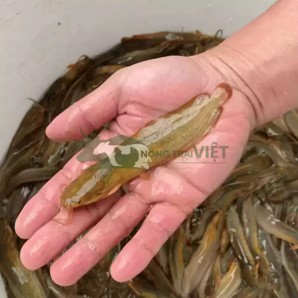 Cá rê vàng - Cá trê ta